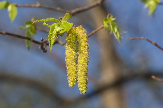 photograph of catkin