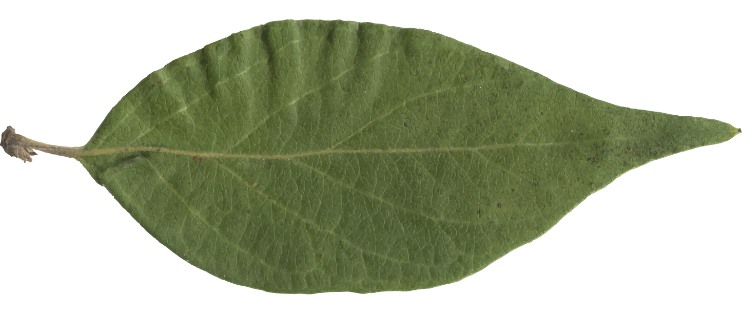 Illustration of an acuminate leaf
