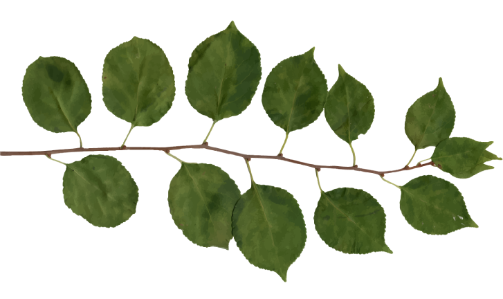 Illustration of a branch with alternate leaves
