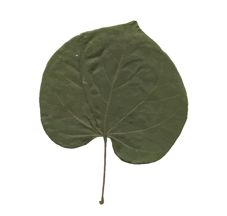 Photograph of a cordate leaf