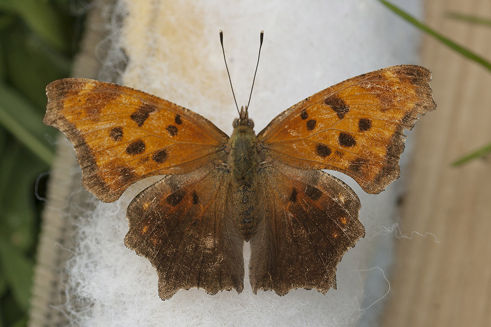 photo of antennae