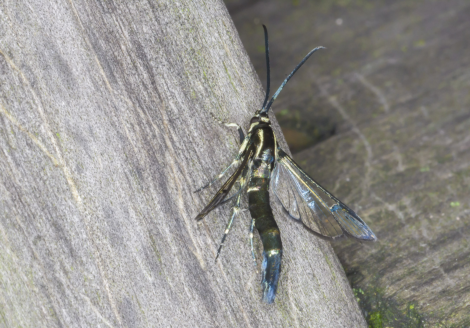 batesian mimicry