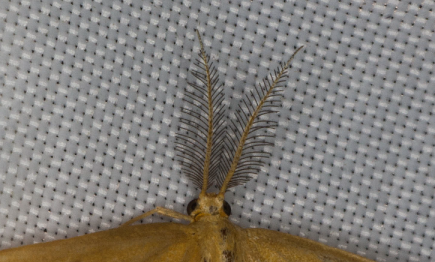 image of bipectinate antennae.