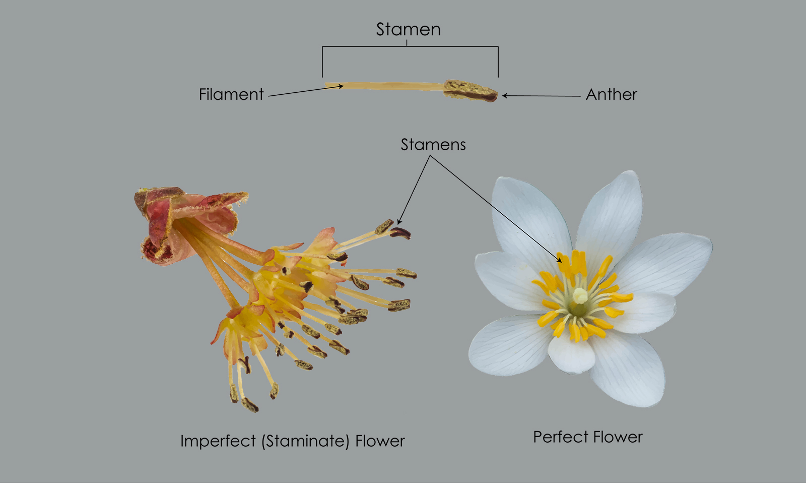 Botanical Glossary
