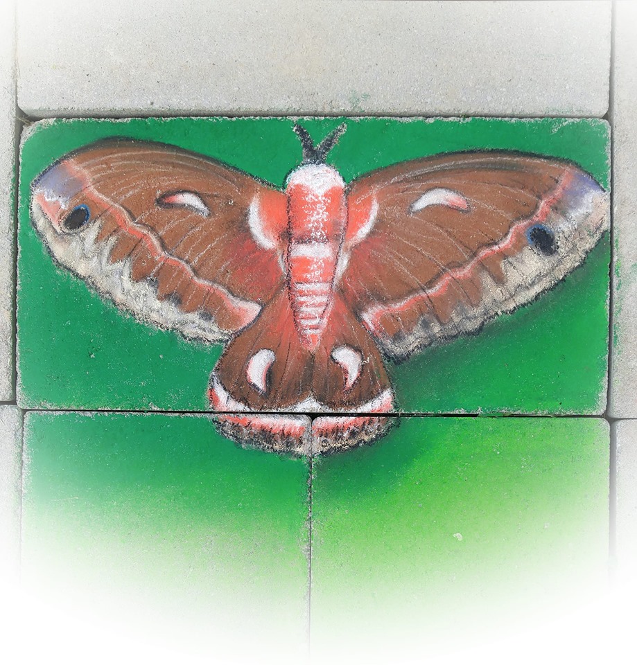 Pastel drawing of a cecropia moth