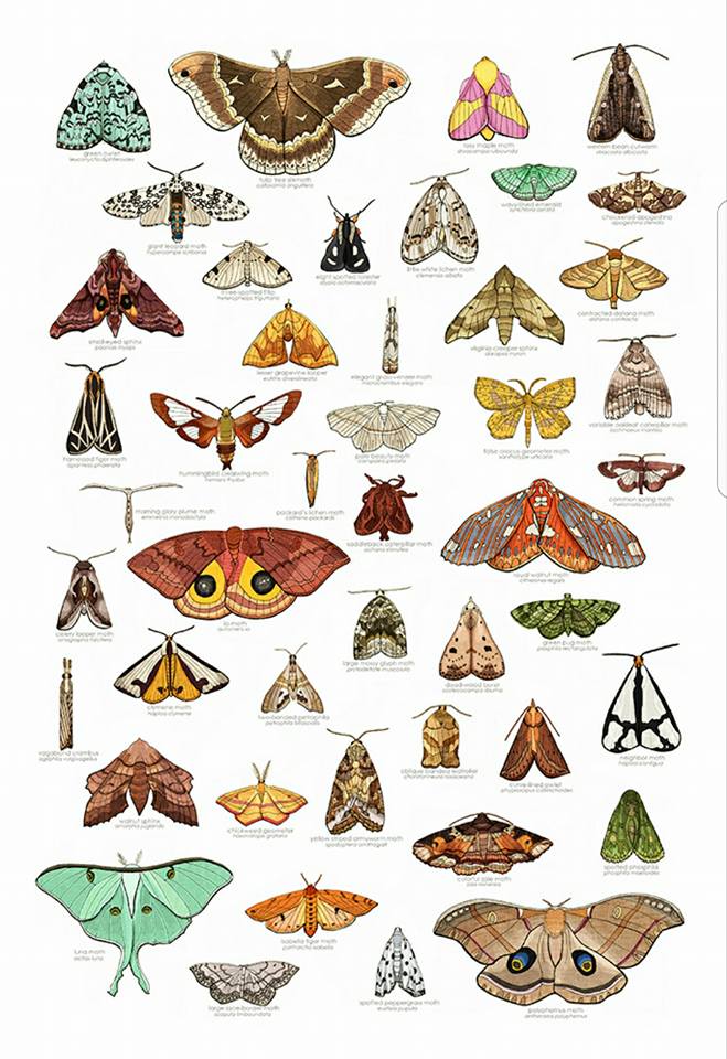 Moth Print