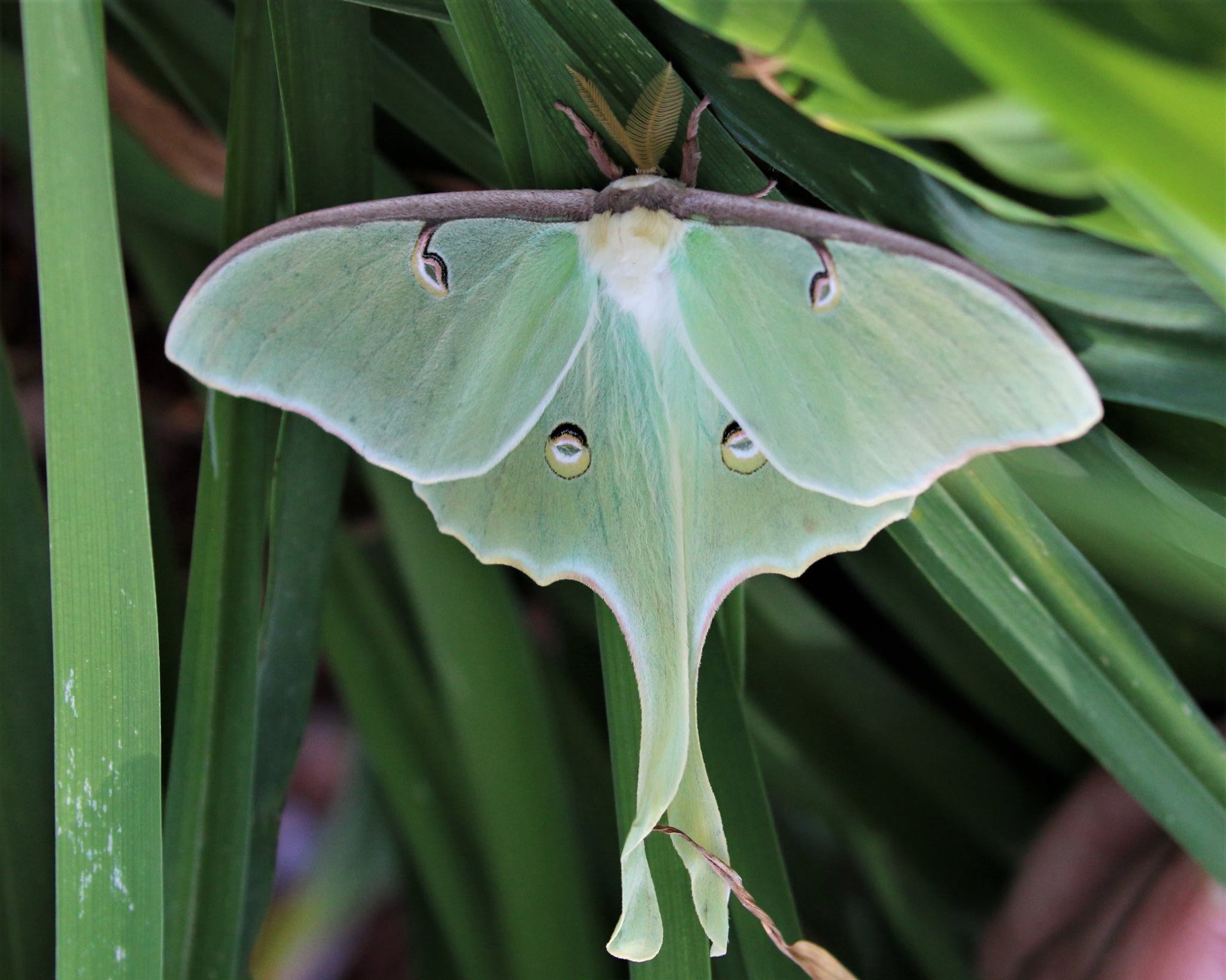 Luna Moth image