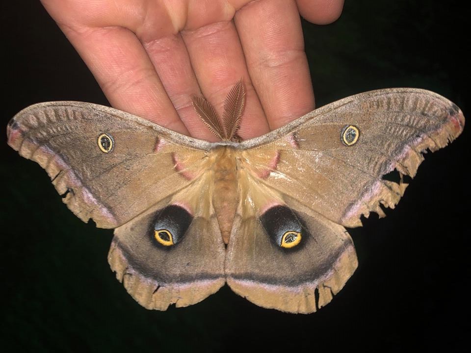 Polyphemus Moth image