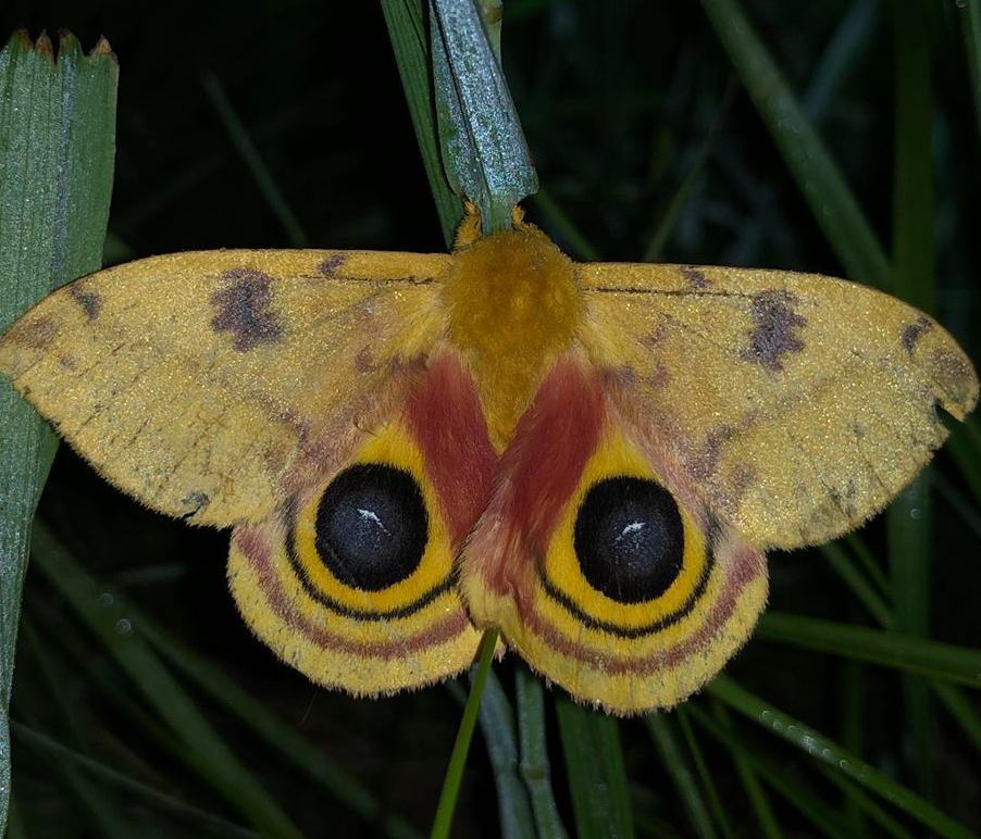 io moth image