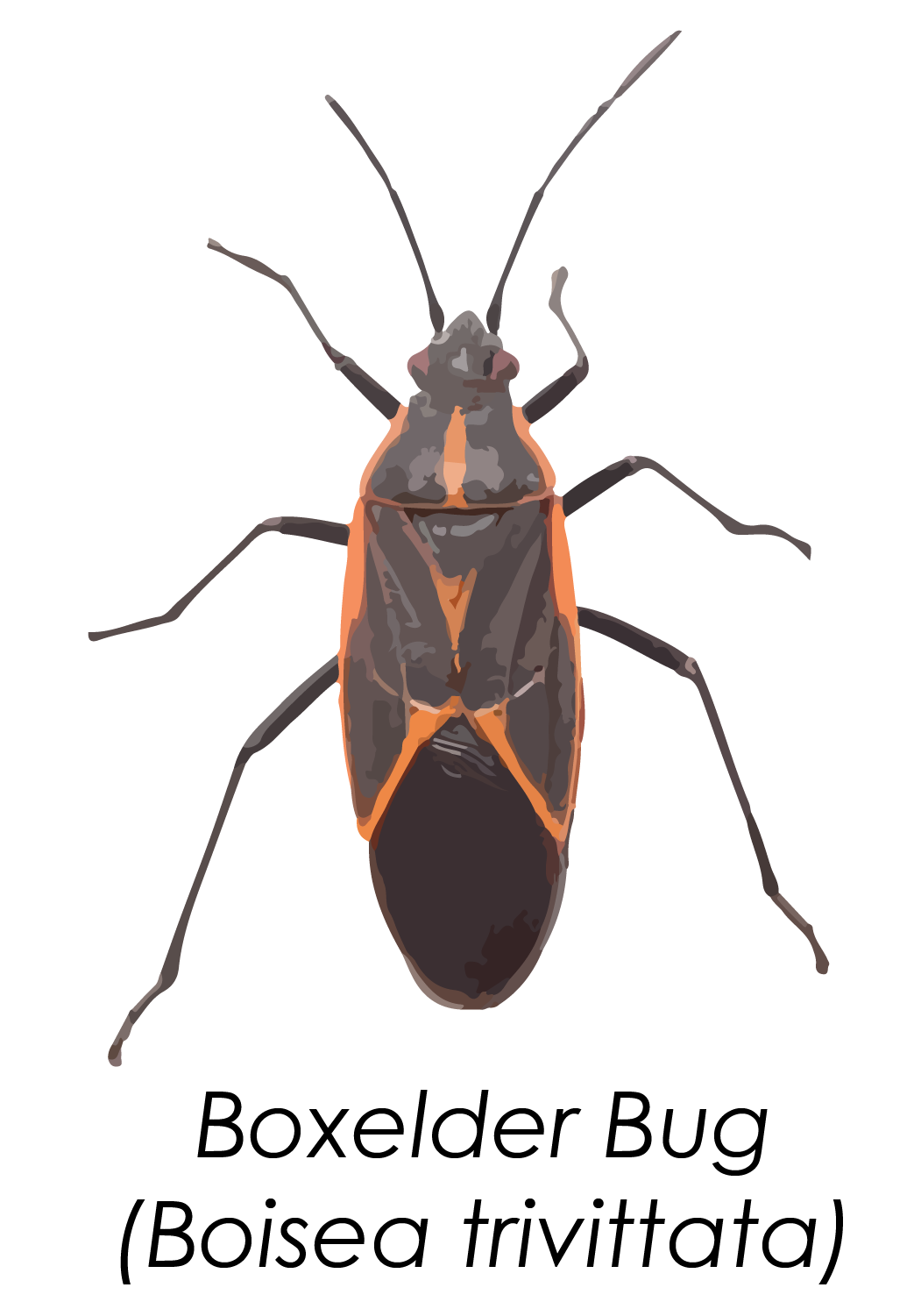 box elder bug