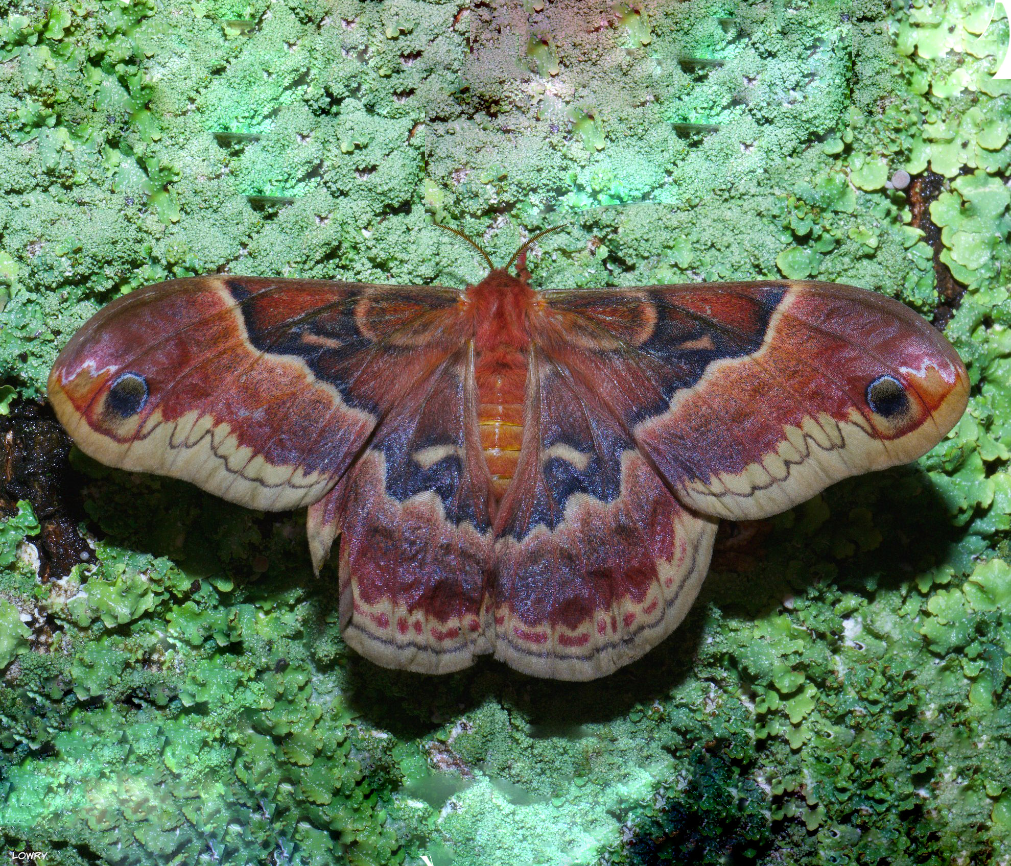 Callosamia promethea