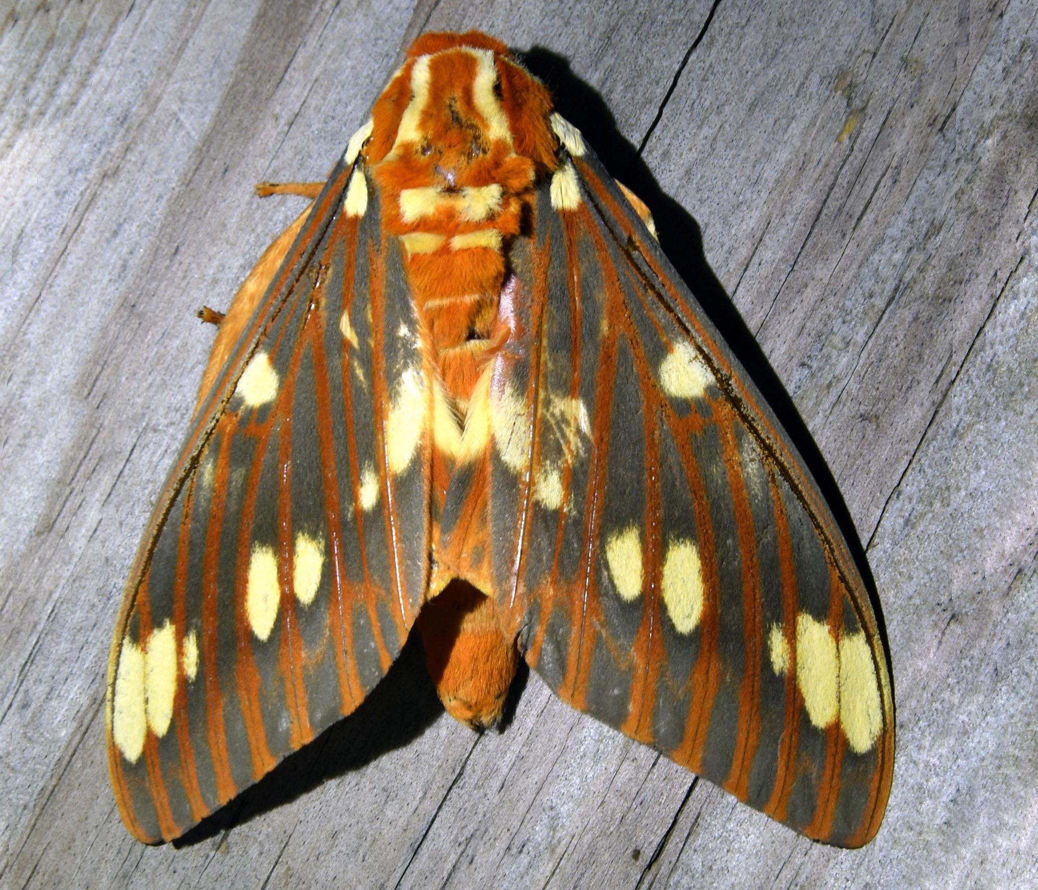 Regal Moth image
