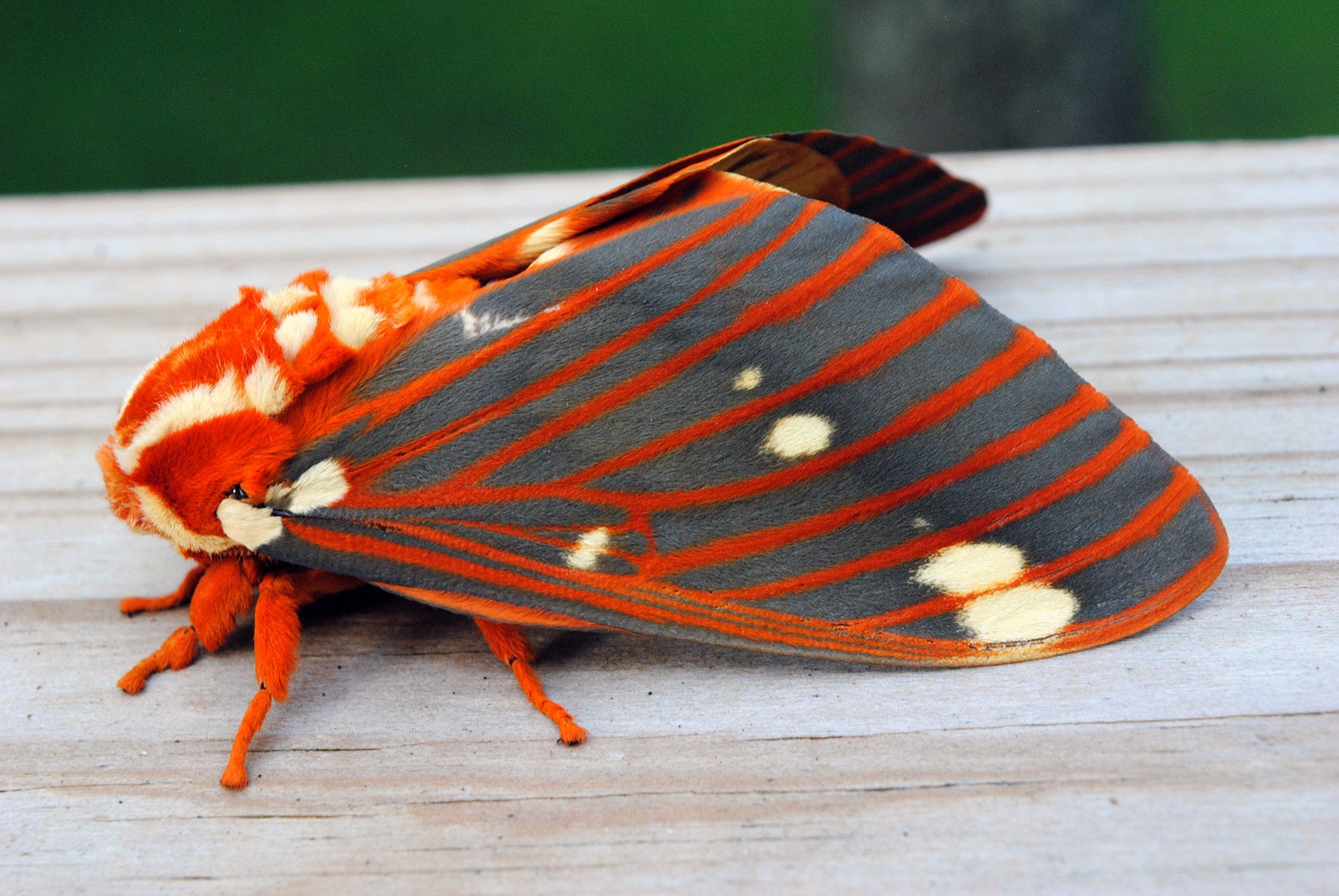 regal moth