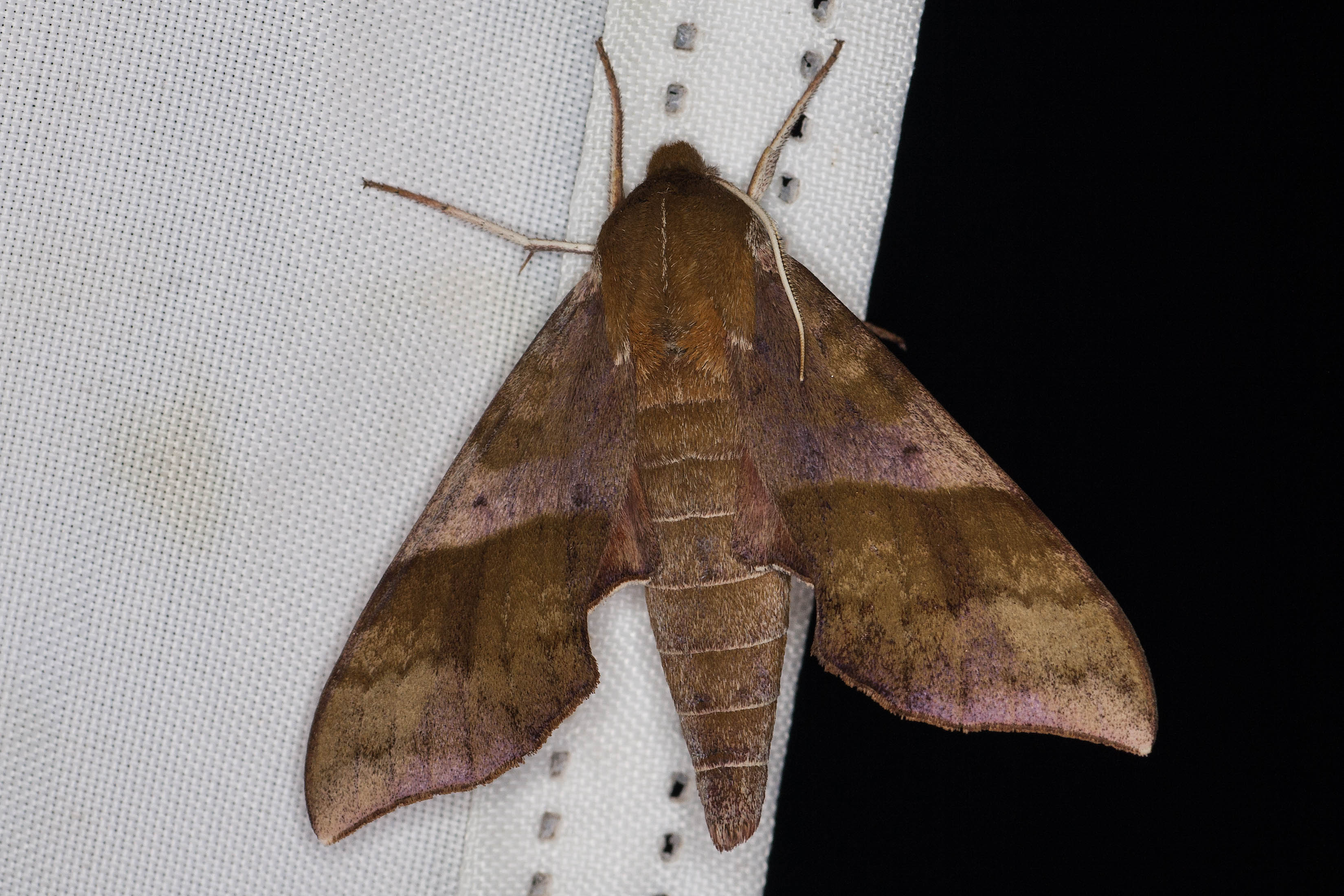 Azalea Sphinx