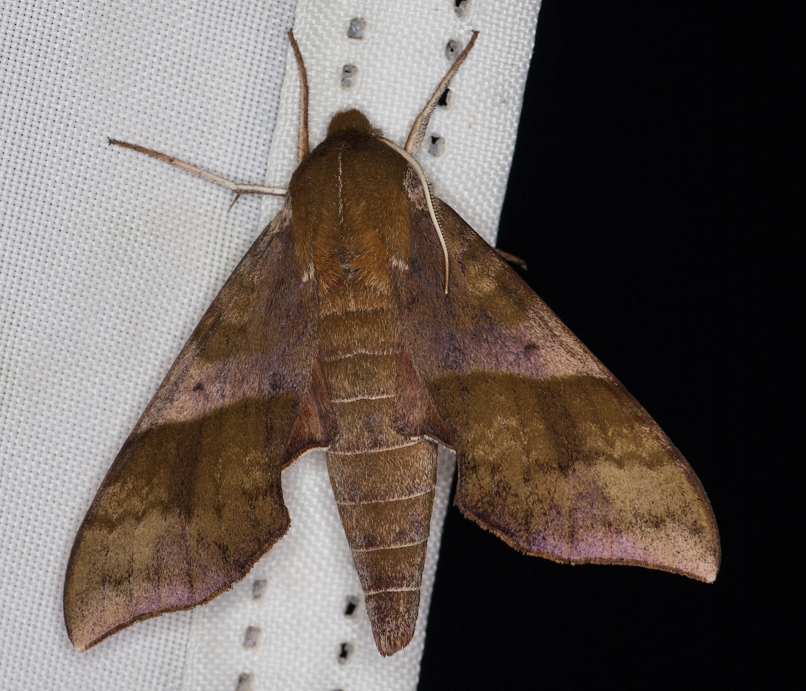 Azalea Shinx Moth