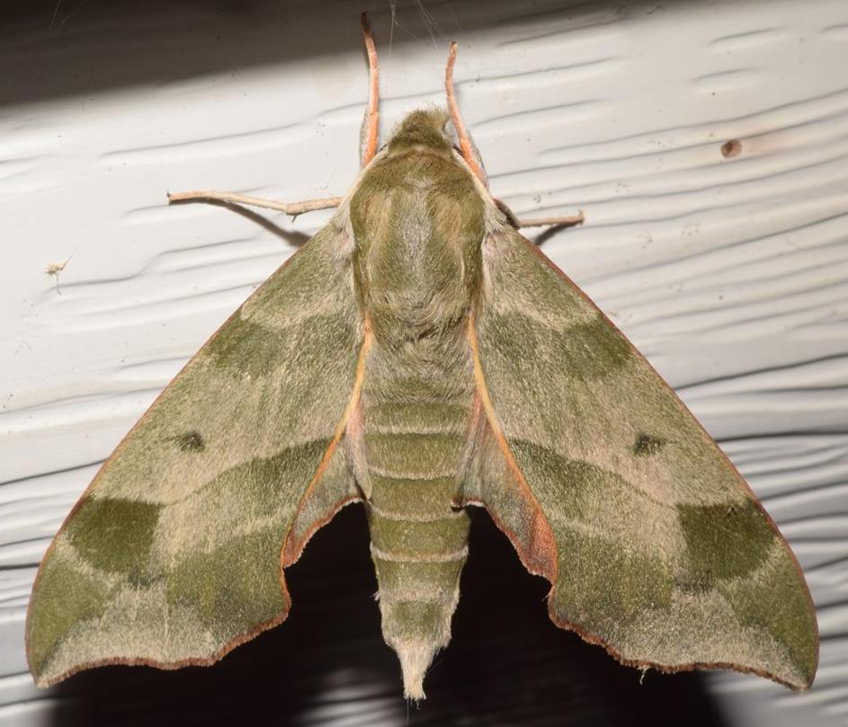 Virginia Creeper Sphinx Moth