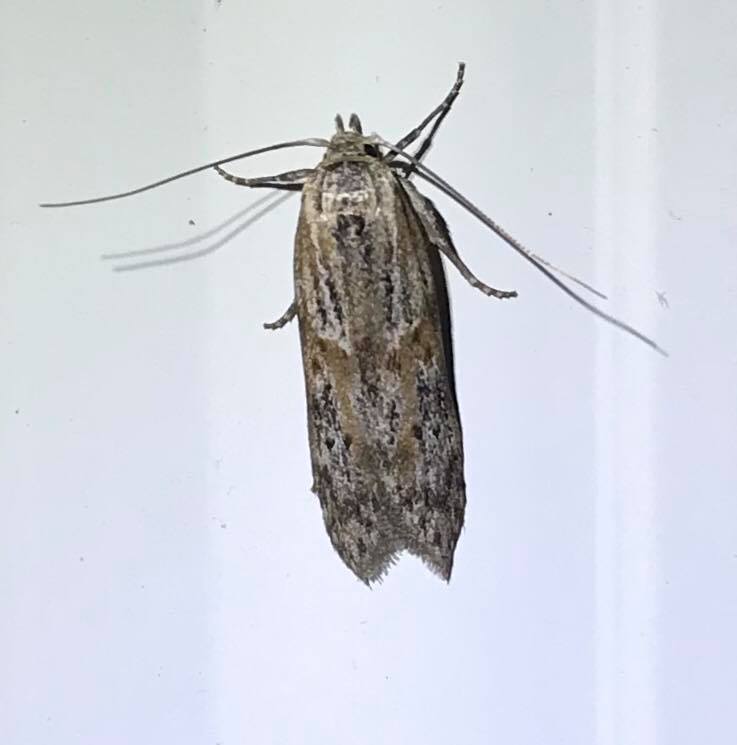 Parsnip Webworm Moth