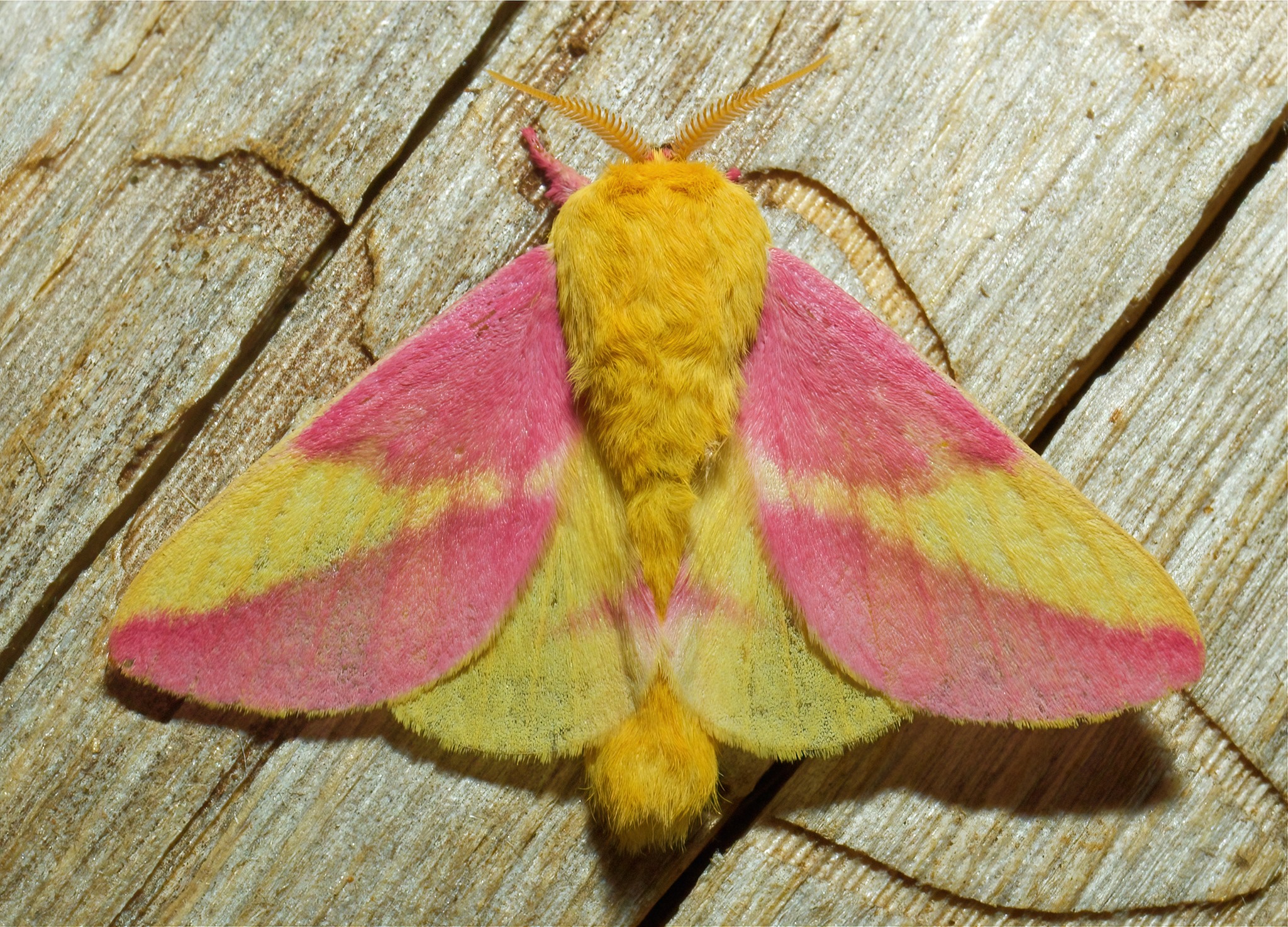 Rosy maple moth (Dryocampa rubicunda) - JungleDragon