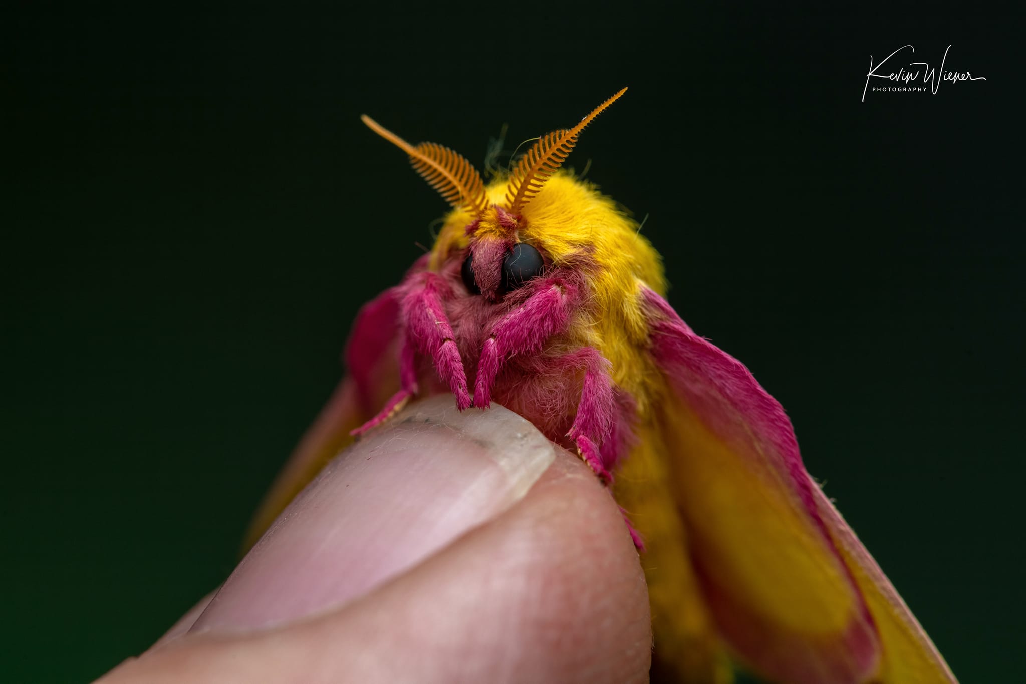 Rosy maple moth (Dryocampa rubicunda) - JungleDragon