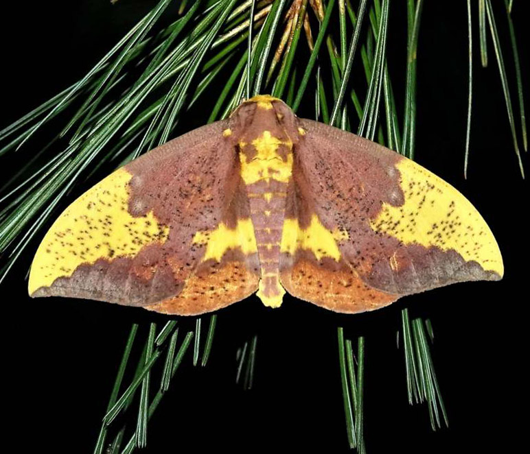 Polyphemus Moth image