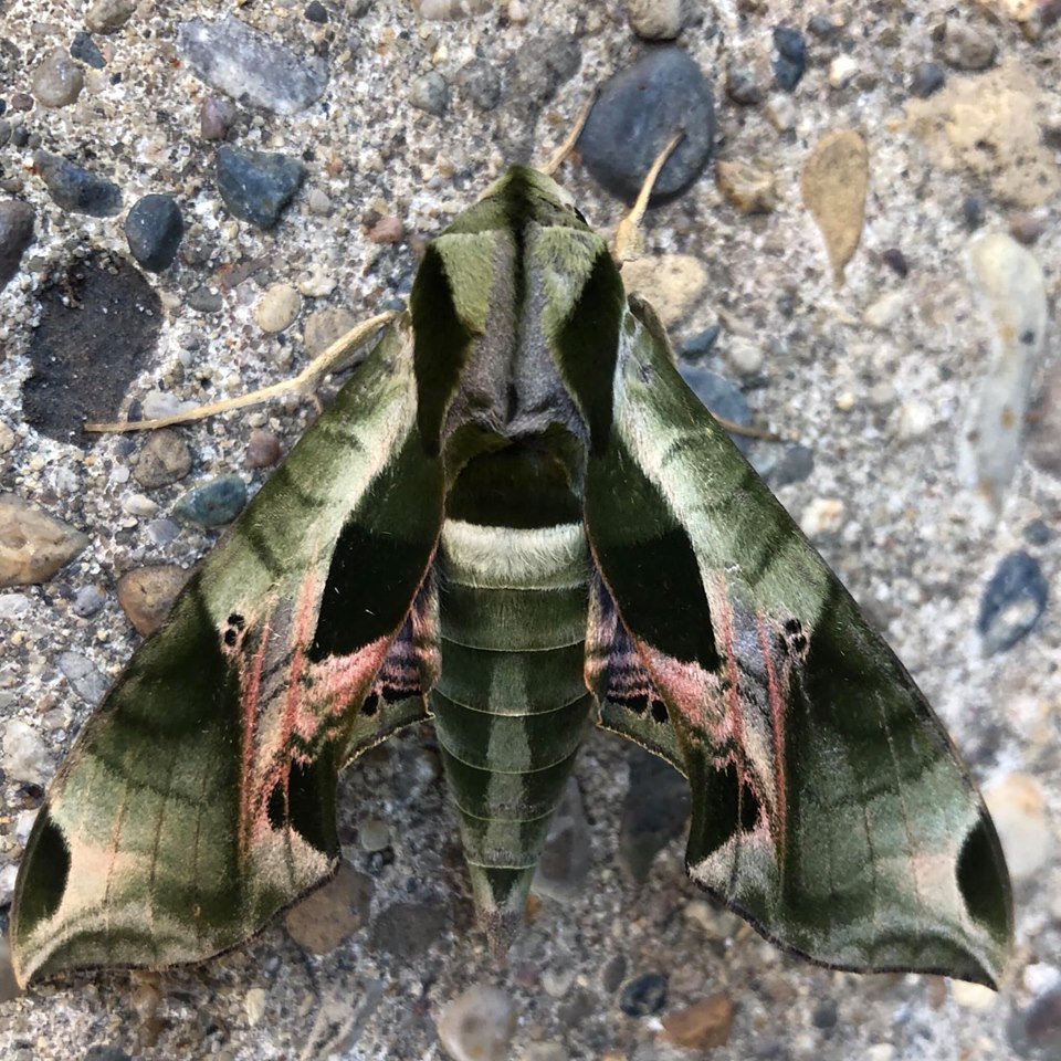 Pandora Sphinx Moth