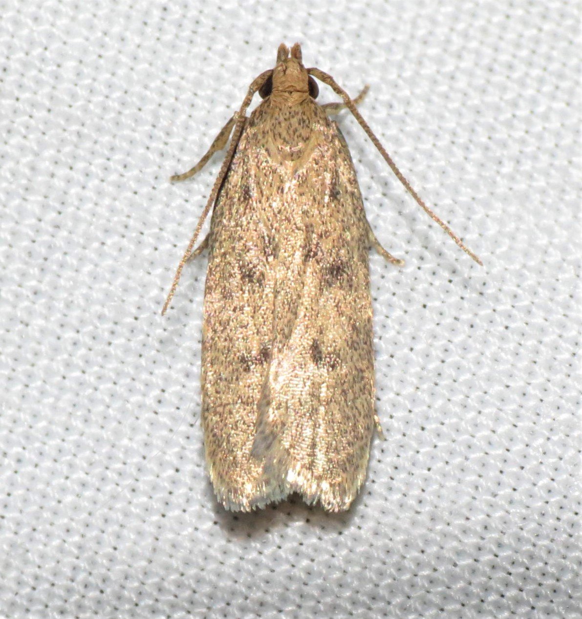 Juniper Tip Moth