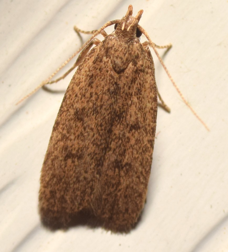 Juniper Tip Moth