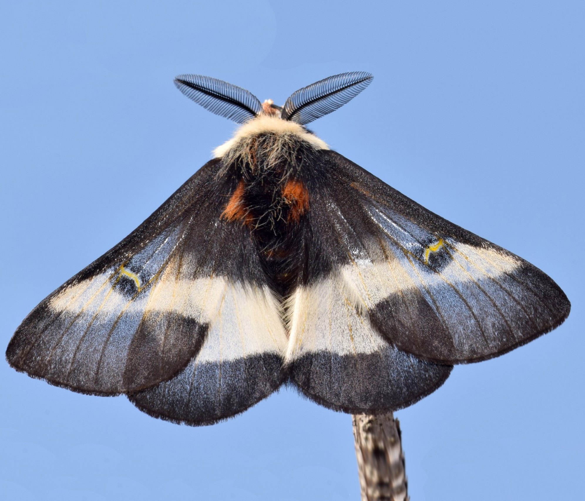 Nevada Buck Moth