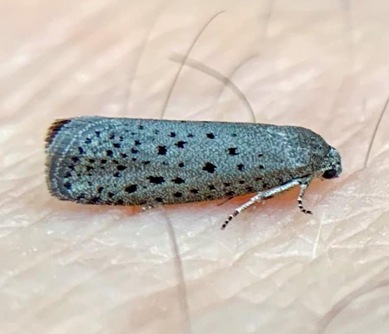 Mimosa Webworm Moth