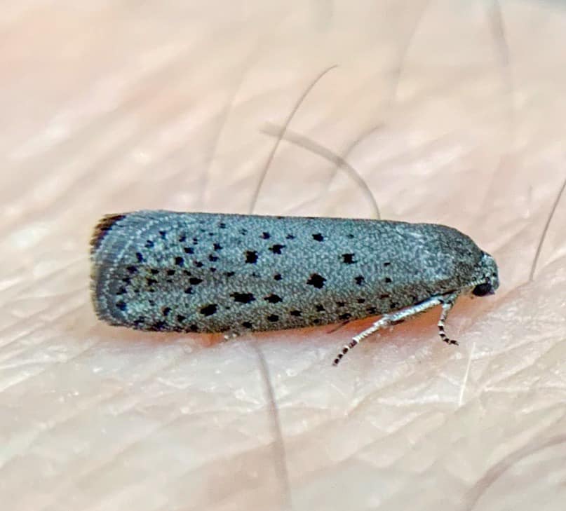 Mimosa Webworm Moth