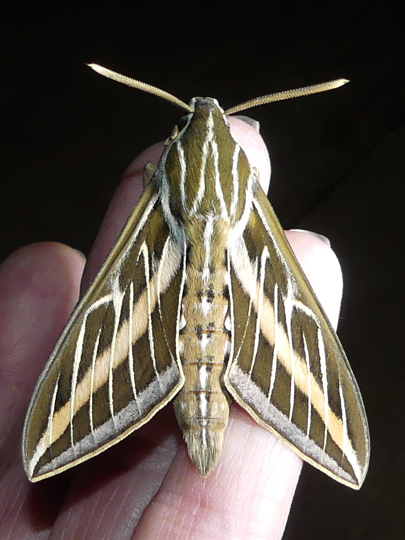 Detailed information on White Lined Sphinx (Hyles lineata)