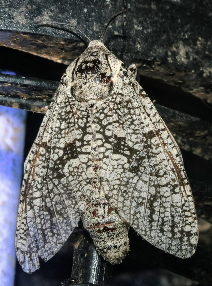 Carpenterworm Moth