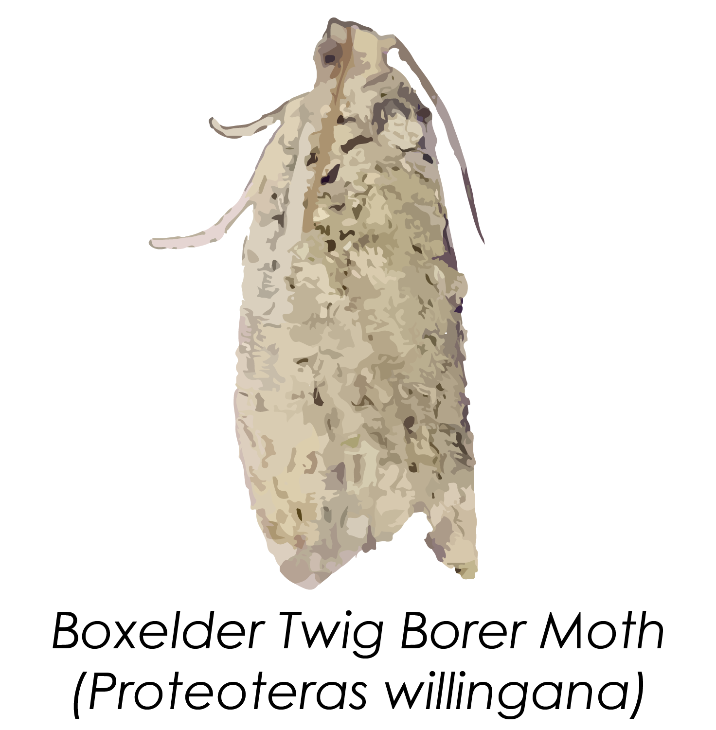 boxelder borer moth