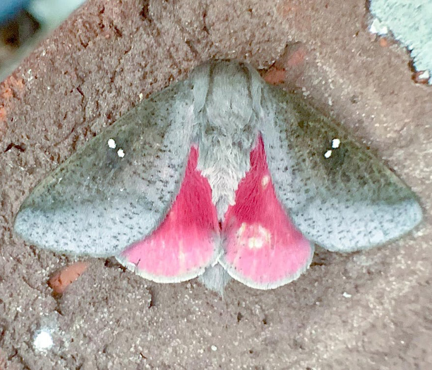 Sphingicampa bicolor