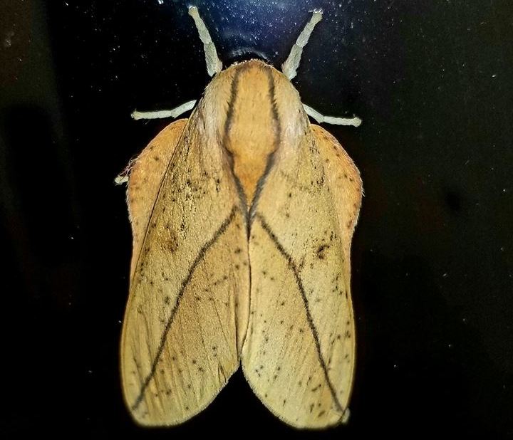 Sphingicampa bisecta