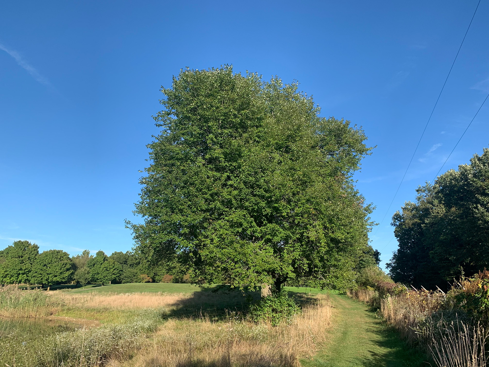 maple trees in summer