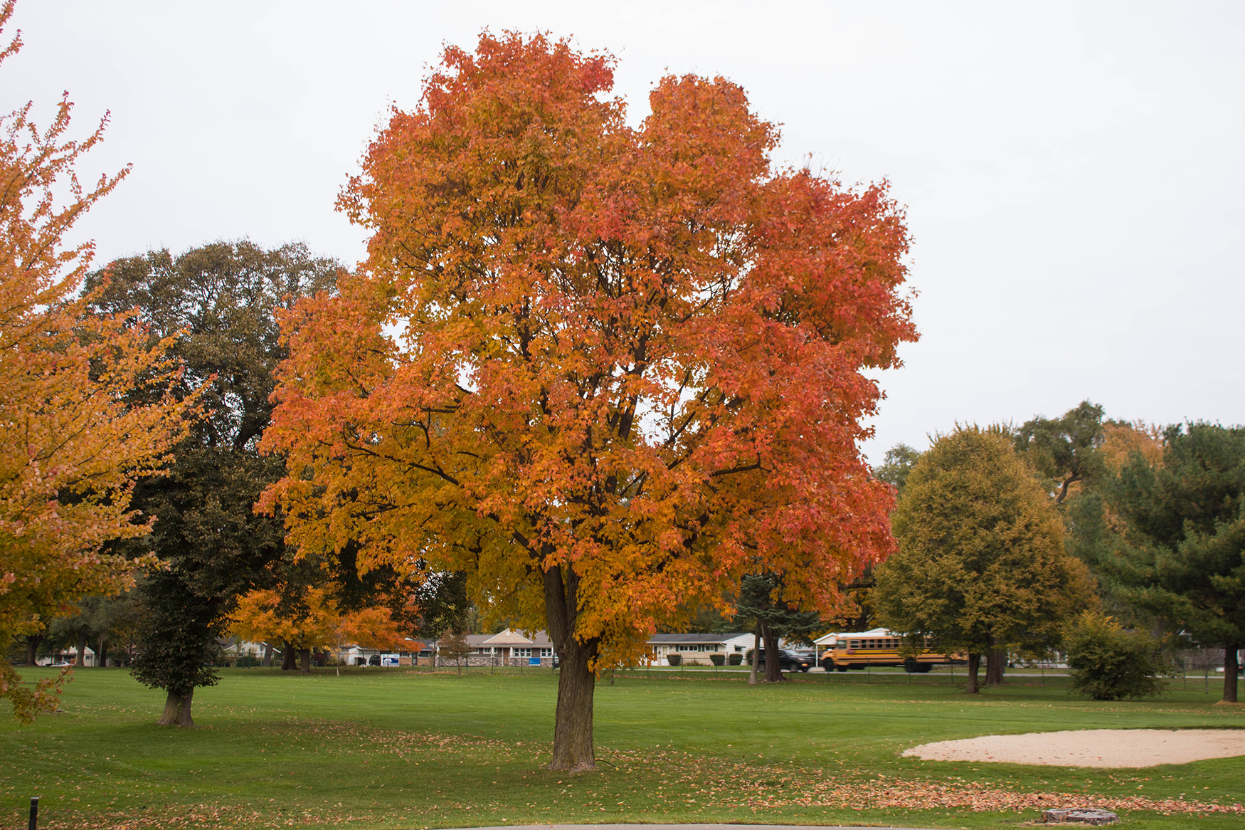 image of tree