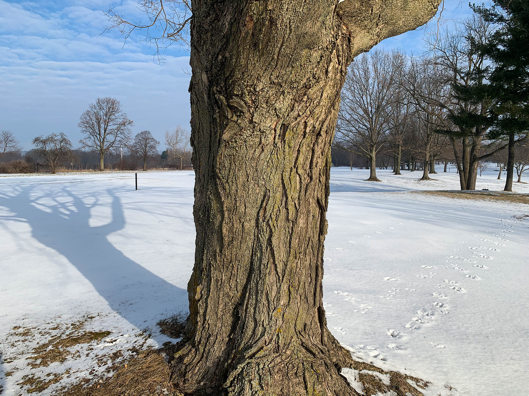 Acer Saccharum