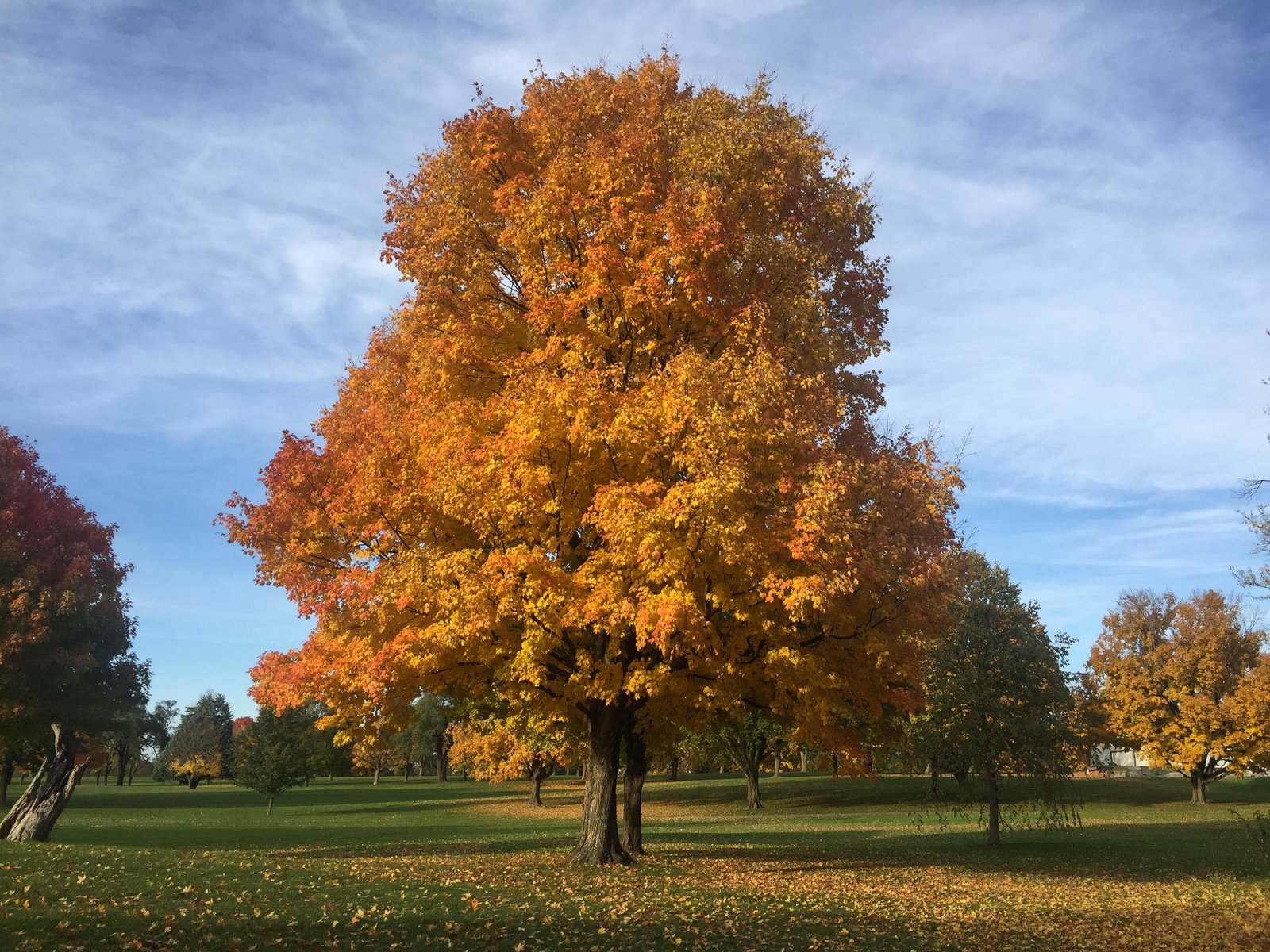 Sugar Maple - Acer Saccharum, Deciduous Trees