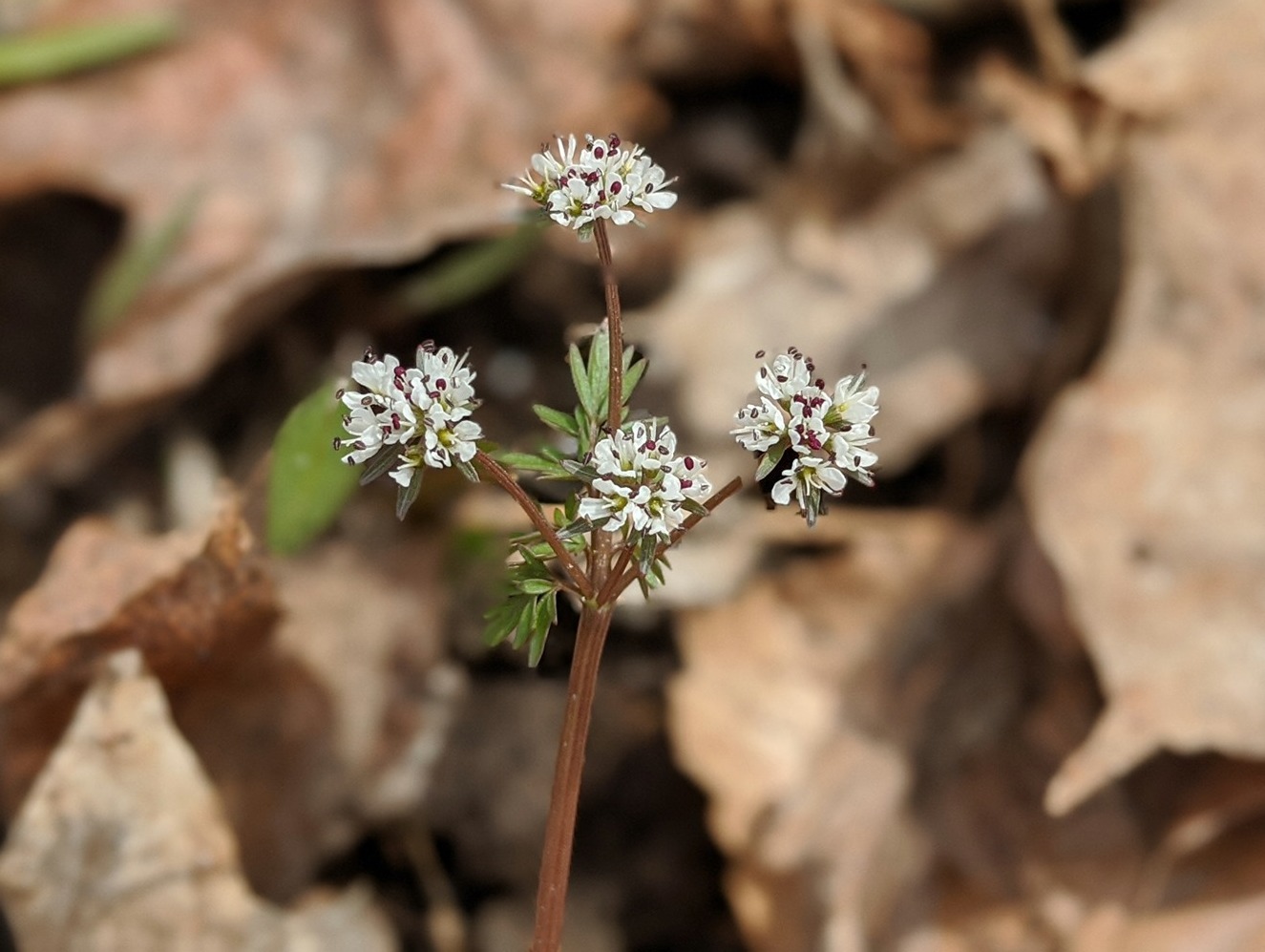 harbinger of spring