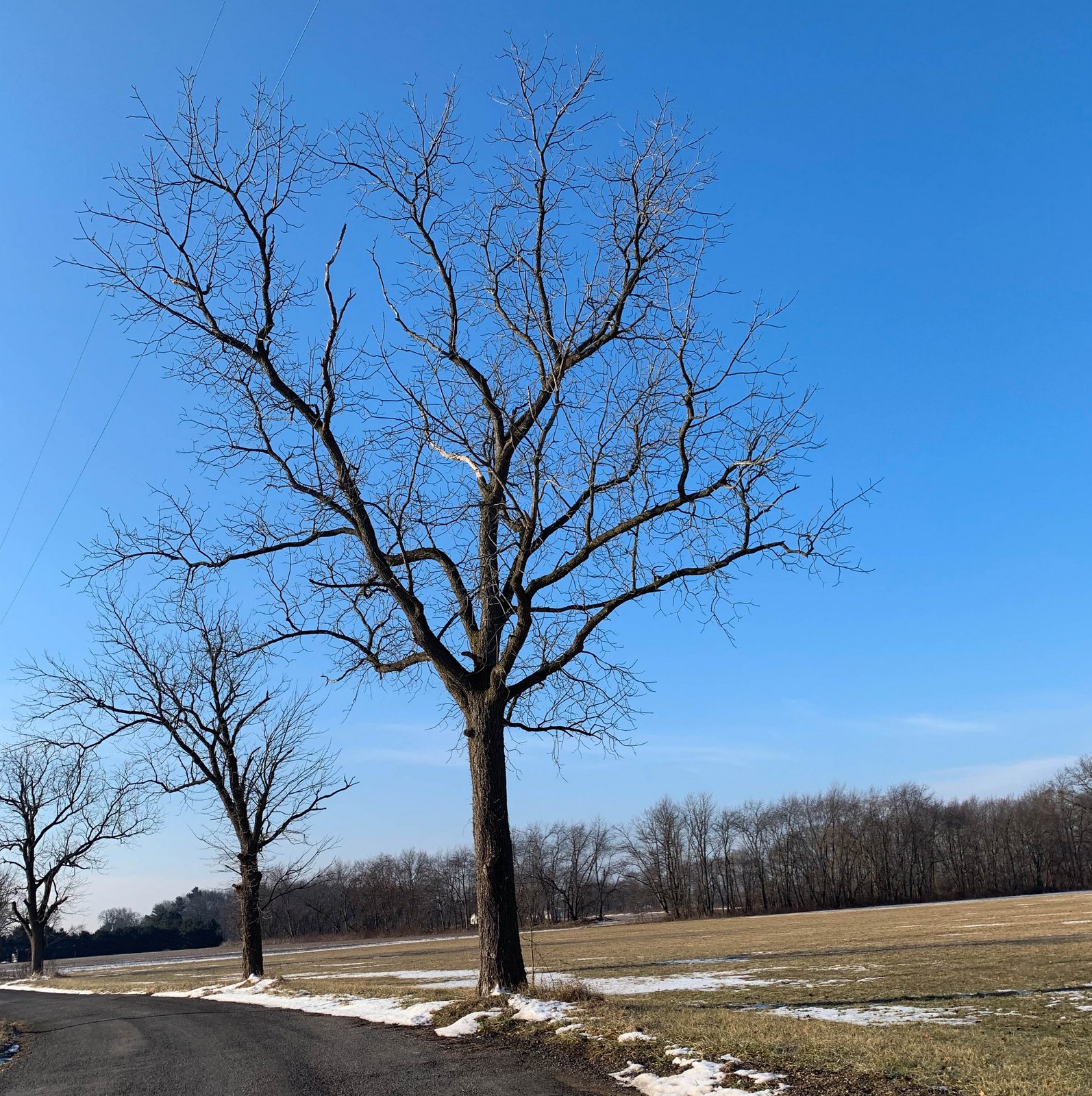 Everything There Is To Know About Black Walnut