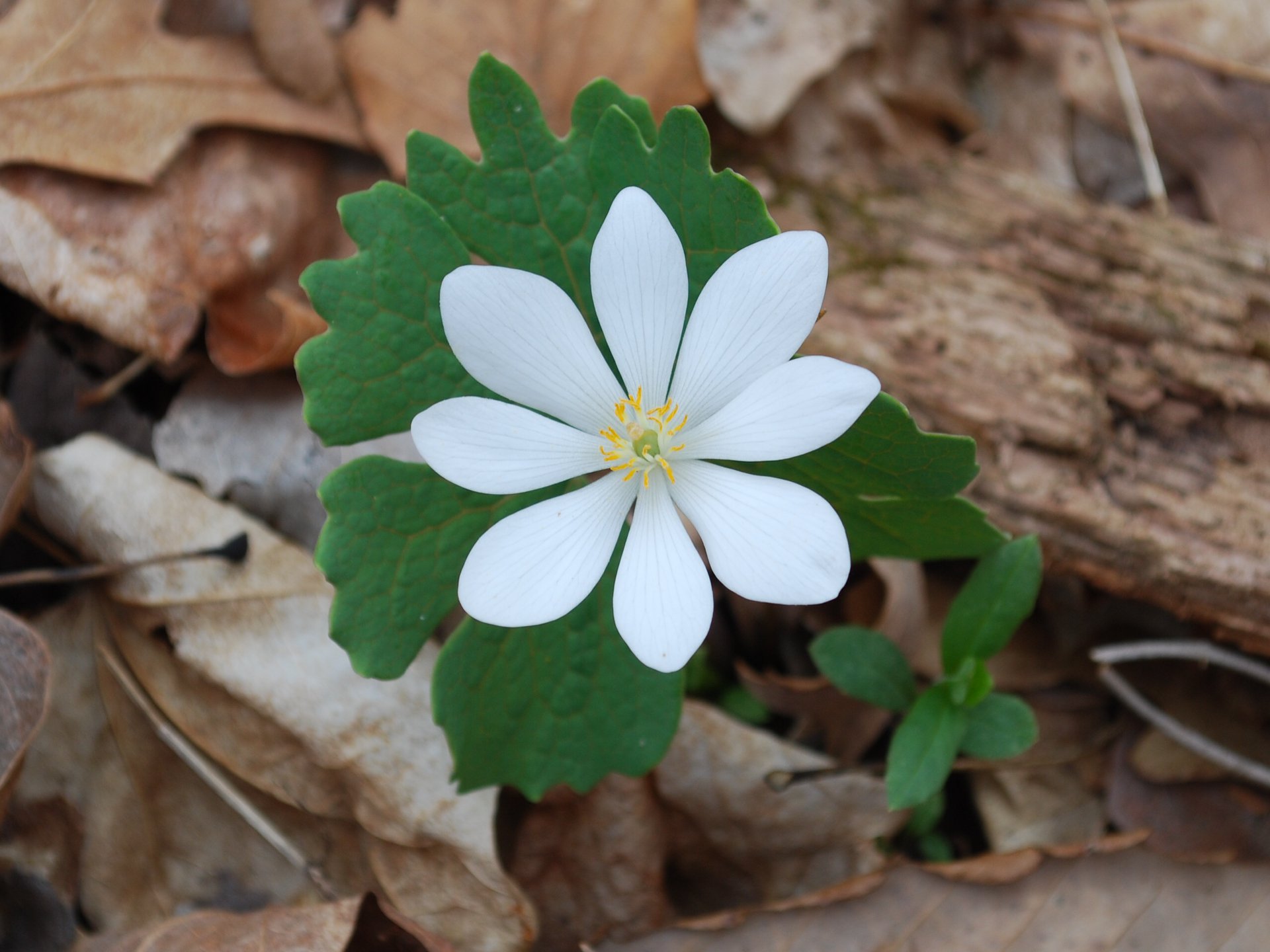 Sanguinaria canadensis