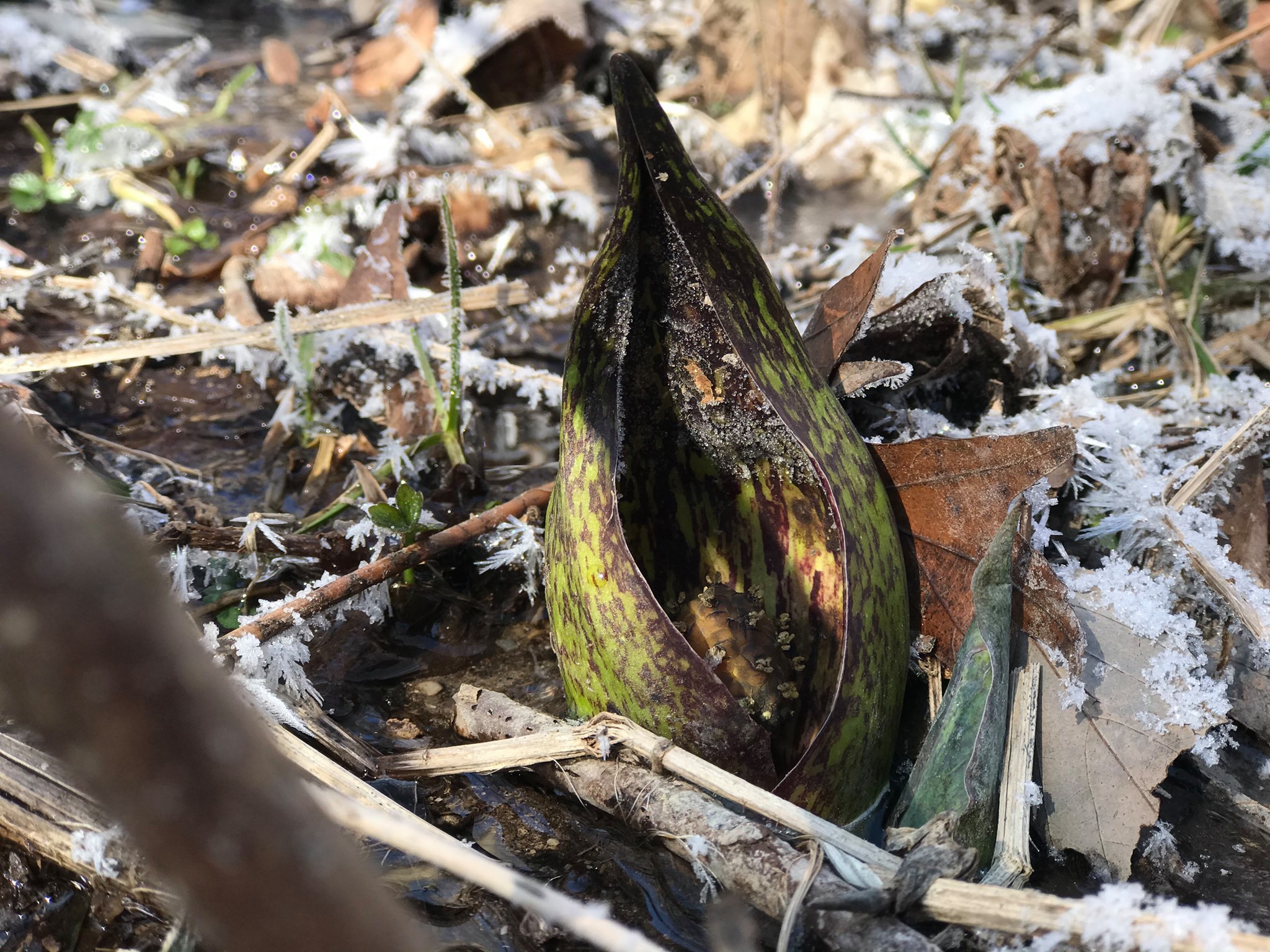 skunk cabbage